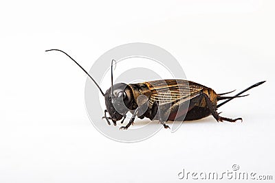 Black Gryllus Bimaculatus Cricket Isolated Stock Photo