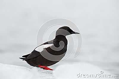 Black Guillemot, Cepphus grylle, black water bird with red legs, sitting on the ice with snow, animal in the nature habitat Stock Photo