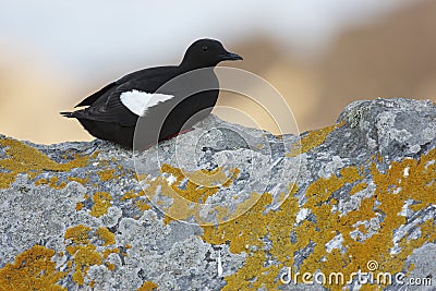 Black Guillemot Stock Photo