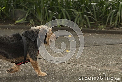 Black hairy dog walking alone Stock Photo