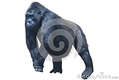 Black hairy gorilla Stock Photo