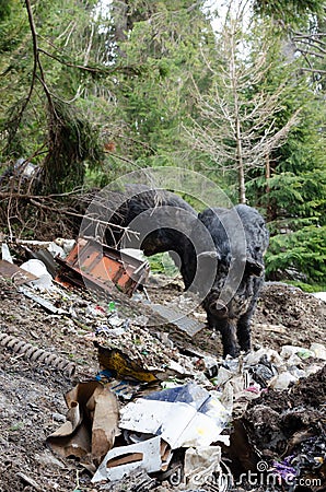 Black hairy pigs are rummaging in a pile of garbage. A terrible dump in the forest, a lot of cigarette butts, glass and plastic Stock Photo