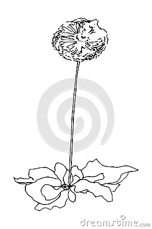 Black hand drawn marguerite flower. Sketch style. Vector illustration. Vector Illustration