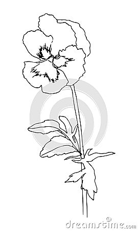 Black hand drawn pansy flower. Sketch style. Vector illustration. Vector Illustration