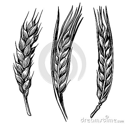 Black hand drawn wheat ears sketch Vector Illustration