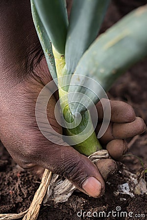 A black hand pulls a leek from the soil Stock Photo