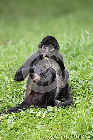 Black-handed spider monkey Stock Photo