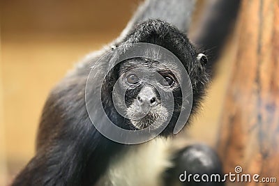 Black-handed spider monkey Stock Photo