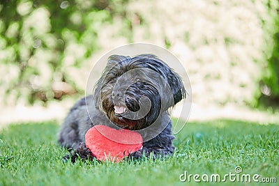 Black havanese dog with red heart for Valentines day Stock Photo