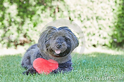 Black havanese dog with red heart for Valentines day Stock Photo