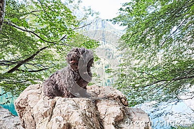 Black havanese dog sitting on stone in front of lake Stock Photo