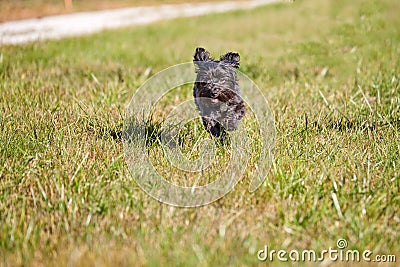 Black havanese dogs running on grass Stock Photo