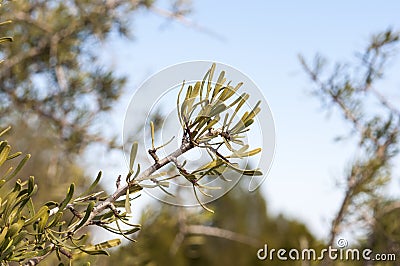 Black hawthorn, Rhamnus lycioides Stock Photo