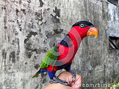 black head parrot perched on someone's hand and playing with fingernails, old wall background. Stock Photo