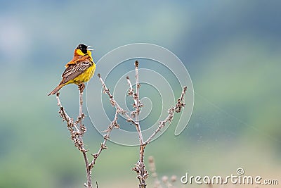 Black headed Bunting Emberiza melanocephala male sitting on a branch Stock Photo