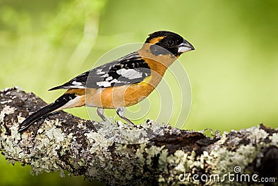 Black Headed Grosbeak Stock Photo