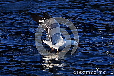 Black-headed gull Stock Photo