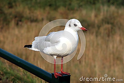 Black-headed gull Stock Photo