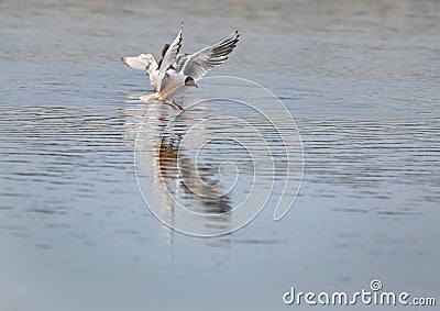 Black-headed gull in a bird sanctuary in southern Germany Stock Photo