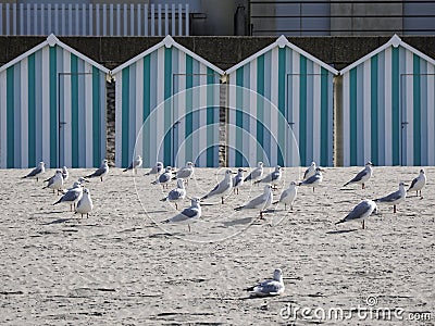 Seagulls on the beach of Fort Mahon in France. Stock Photo