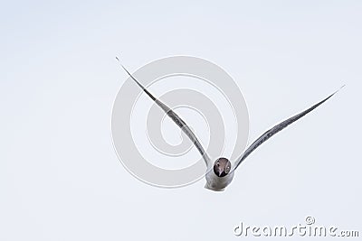 Black-headed gull Stock Photo