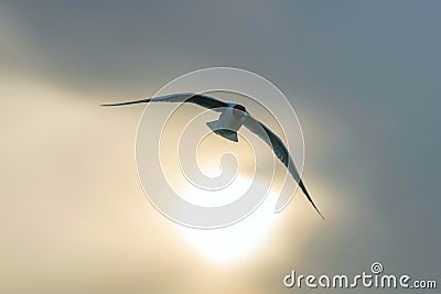 The Black Headed Gull Flight Chroicocephalus ridibundus Stock Photo