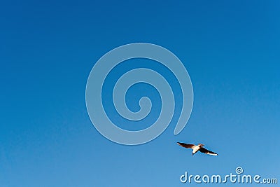 Black-headed gull flying in the blue sky Stock Photo