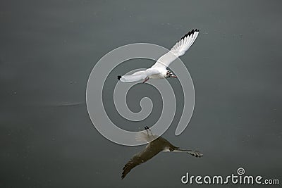 Black-headed gull Stock Photo