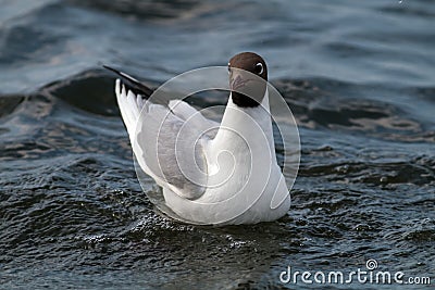 Black-headed gull portrait. Stock Photo