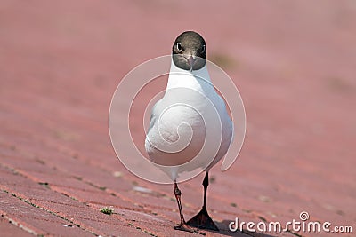 Black-headed gull portrait. Stock Photo