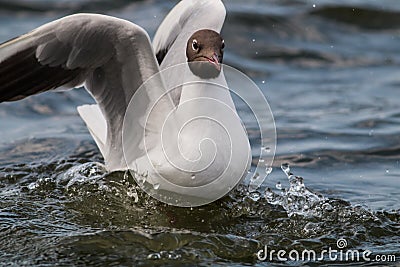 Black-headed gull portrait. Stock Photo