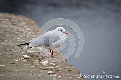 Black-headed gull in winter plumage perched on the edge of the pier Stock Photo