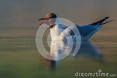 The Black-headed Gull & x28;Chroicocephalus ridibundus& x29; Stock Photo