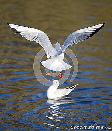 Black-headed gulls in winter plumage in Kelsey Park, Beckenham. Gull in flight over the lake with another bird on the water Stock Photo
