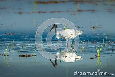 Black-headed ibis(Threskiornis melanocephalus) Stock Photo