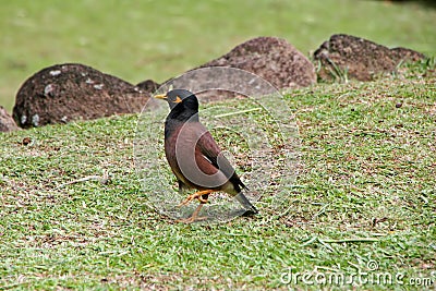 Black-headed Munia Stock Photo