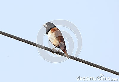 Black headed munia Stock Photo