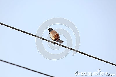 Black headed munia Stock Photo