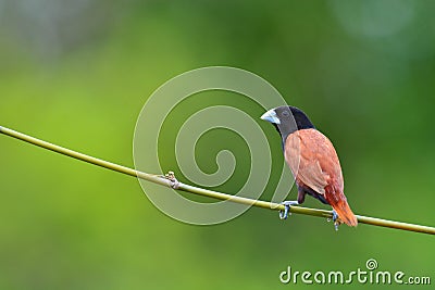 Black headed Munia bird Stock Photo