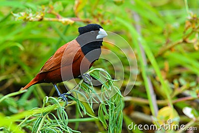 Black headed Munia bird Stock Photo