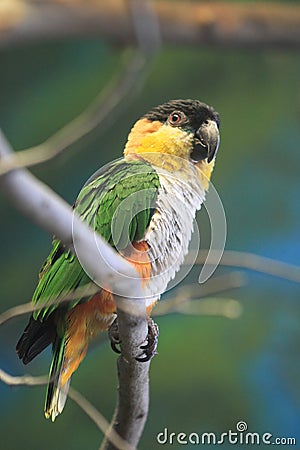 Black-headed parrot Stock Photo