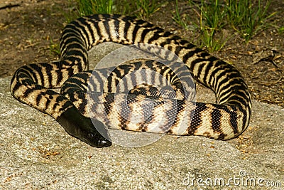 Black-headed Python Stock Photo