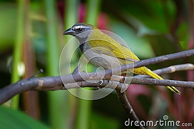 Black-headed Saltator - Saltator atriceps is a seedeating bird, placed in the cardinal family Cardinalidae, sometimes tanagers Stock Photo