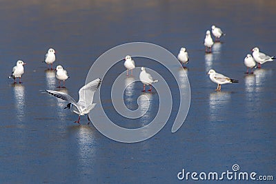 Winter scene with wild seagull birds landing on a frozen lake Stock Photo