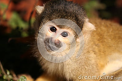 Black Headed Squirrel Monkey Stock Photo