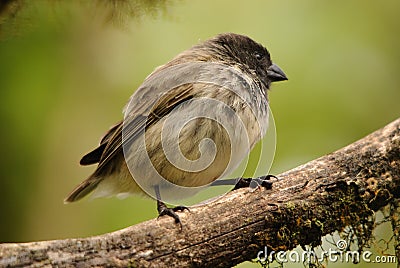 Black Headed Tree Finch - Galapagos Stock Photo