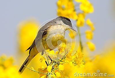 Black headed wagtail Stock Photo