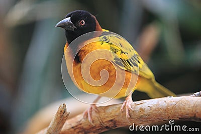 Black-headed weaver Stock Photo