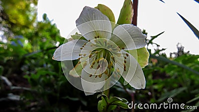 Black hellebore - Helleborus niger Stock Photo