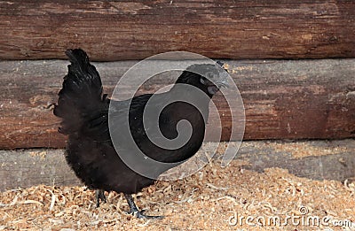 Black hen of the Dongxiang Lukedanji breed Stock Photo